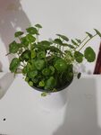 铜钱草