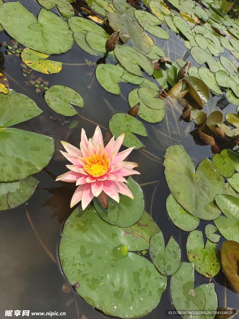 莲叶莲花