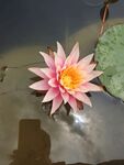一朵莲花