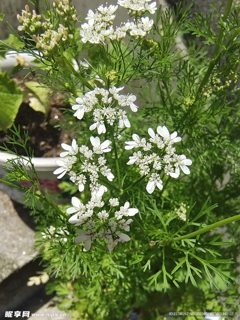 白色香菜花