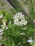 香菜花