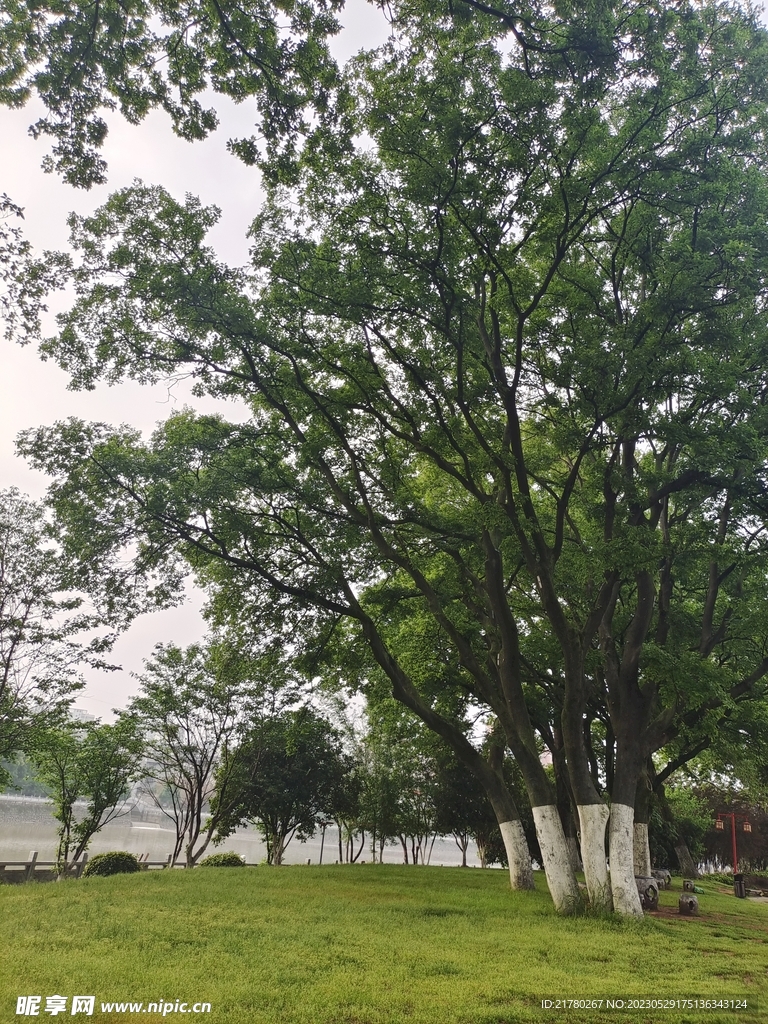 公园草地