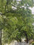 枫杨 枫杨树