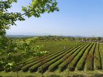 茶园茶场