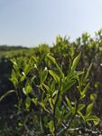 茶叶
