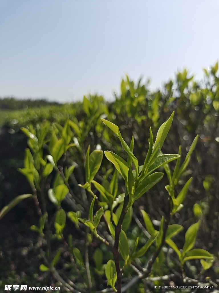 茶叶