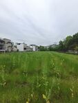 油菜田