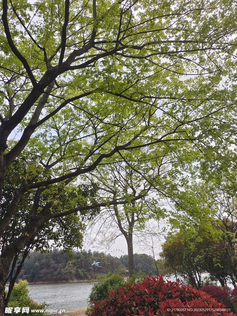 树下