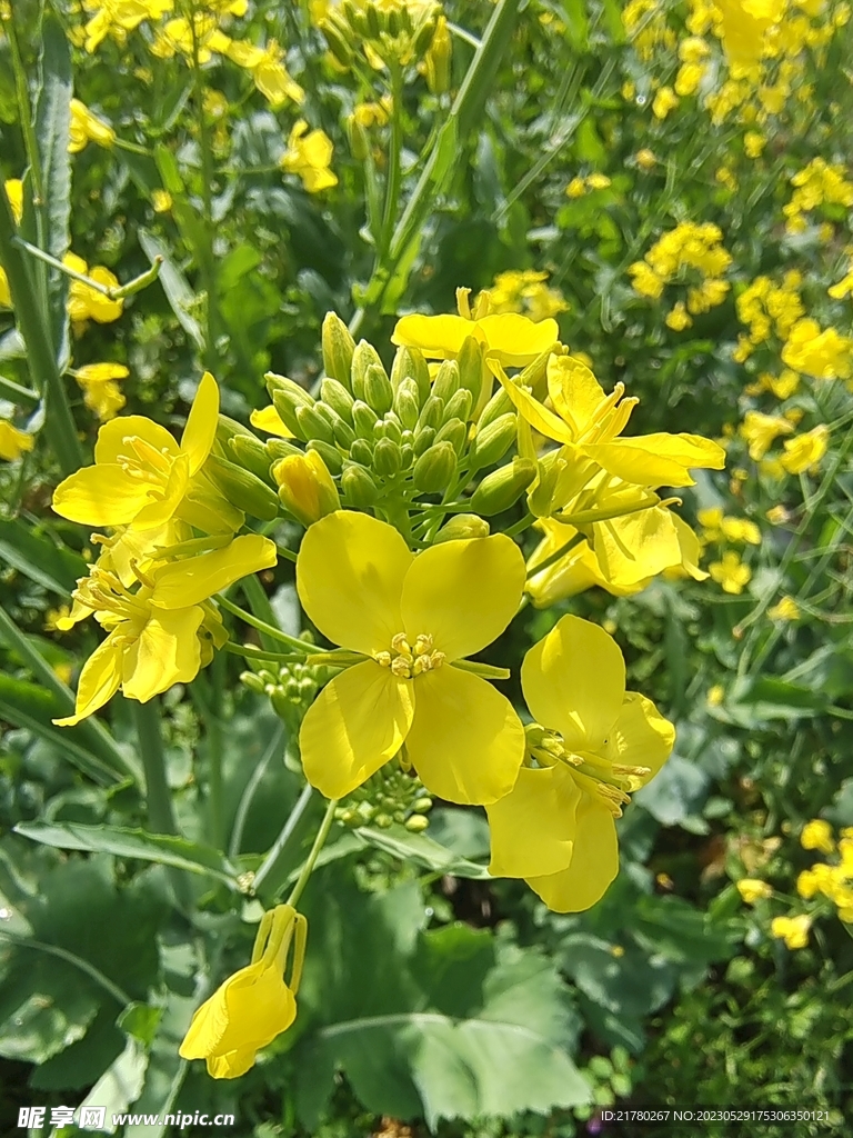 油菜花