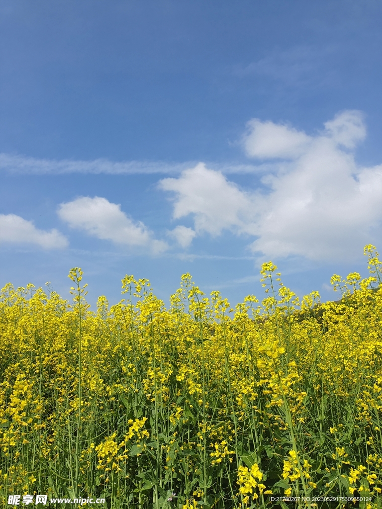 油菜花