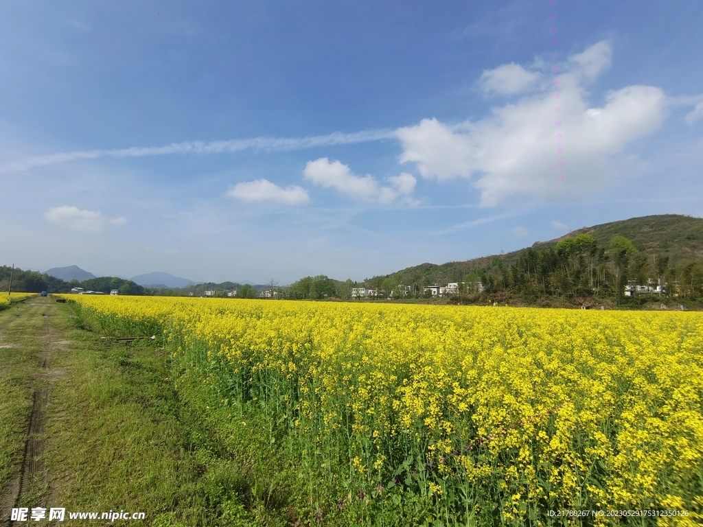 油菜花 