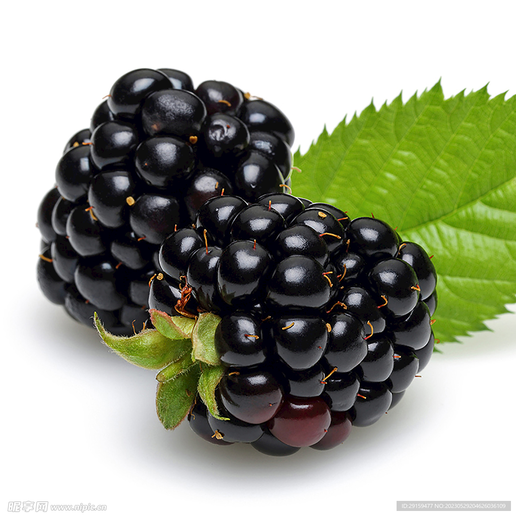 黑莓 