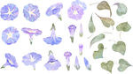 水彩花卉