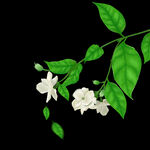 茉莉花 