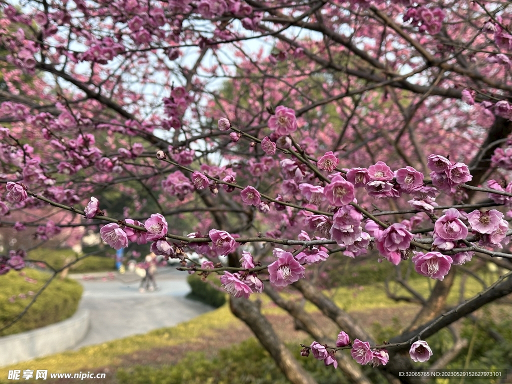 桃花