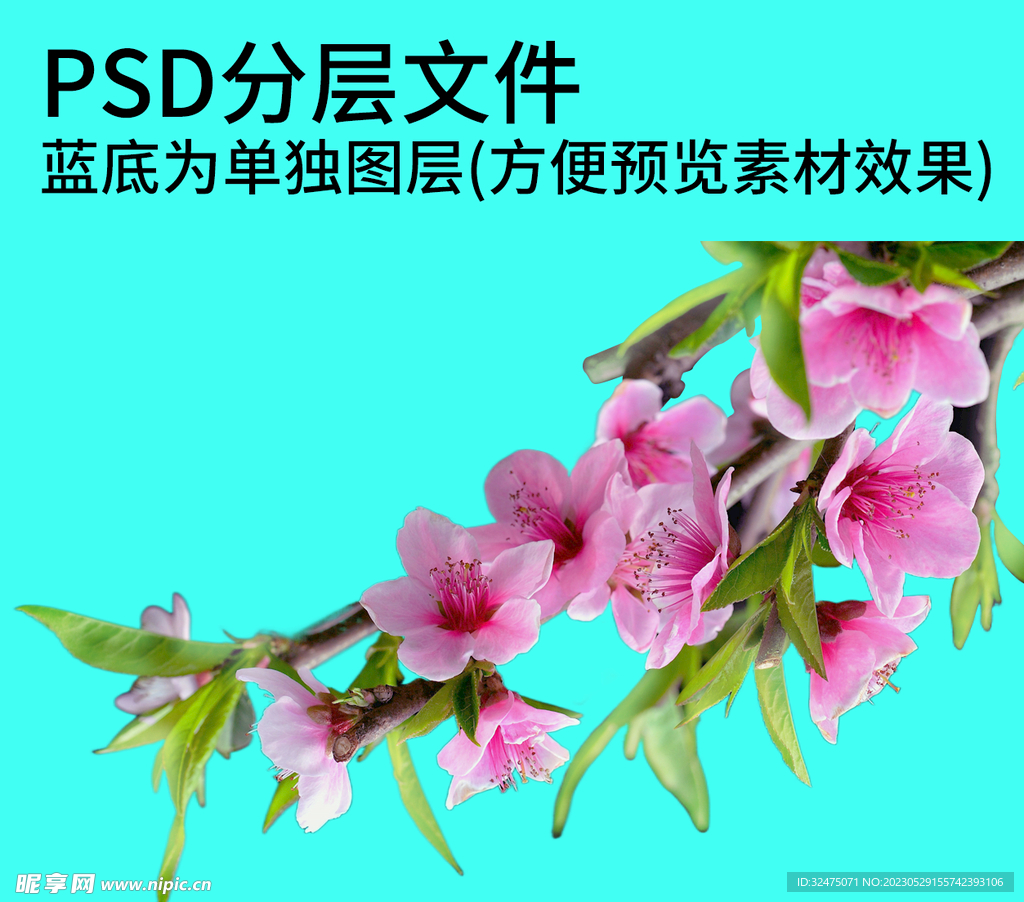 鲜花 花朵png免扣素材