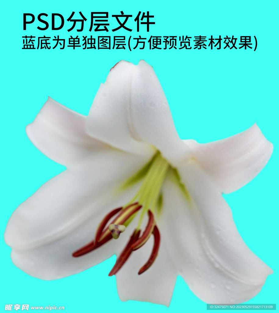 鲜花 花朵png免扣素材