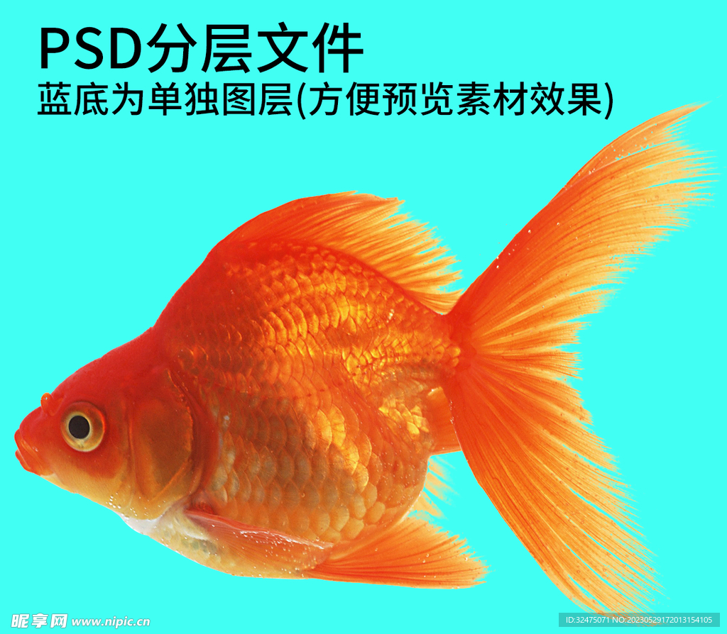 金鱼png免扣素材