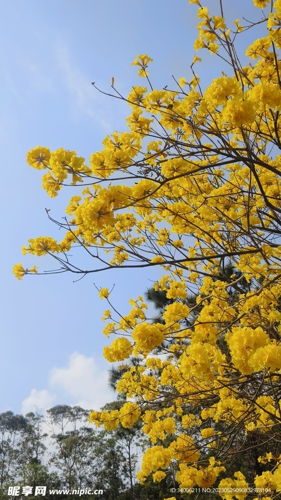 黄花风铃木