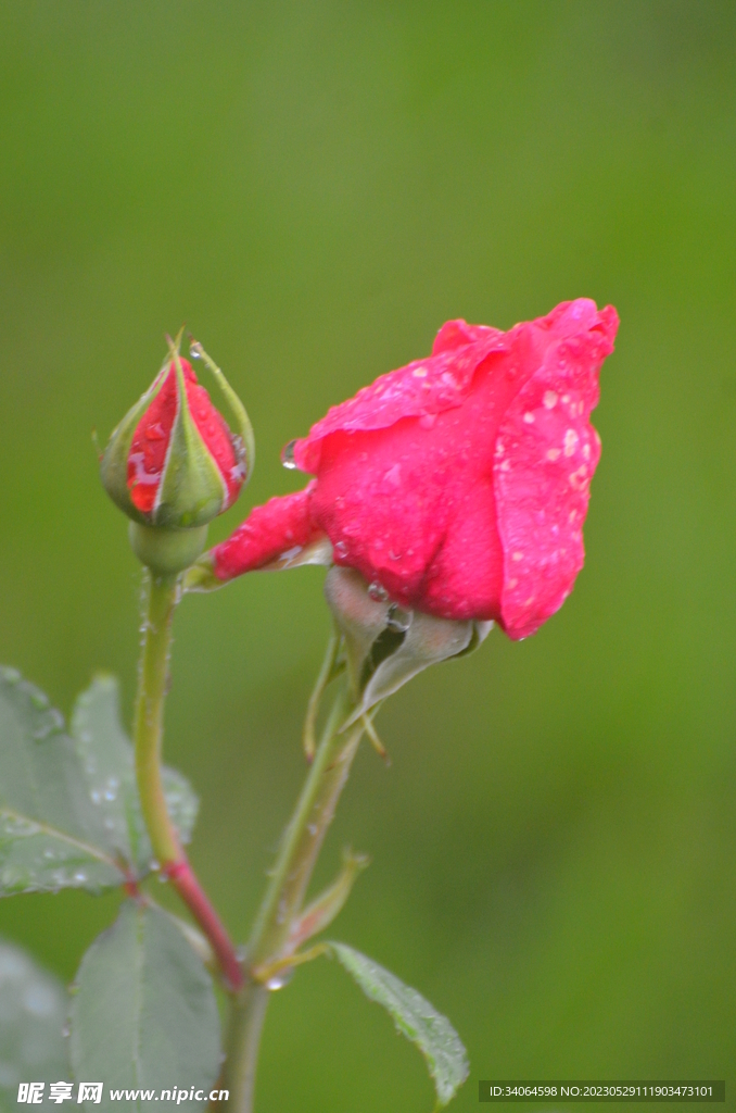 月季花蕾