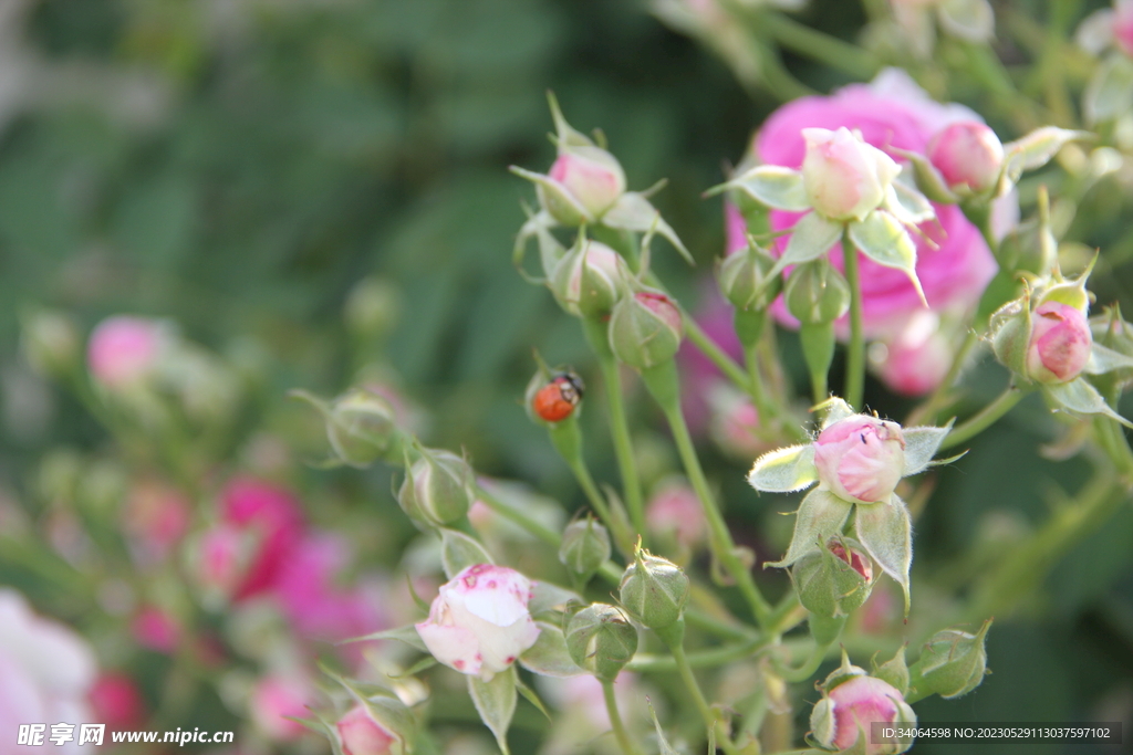 蔷薇花蕾