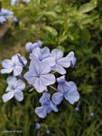 紫花