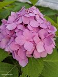 绣球花