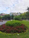绿植