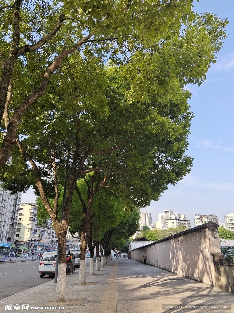 绿植