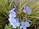 蓝花