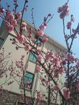 梅花