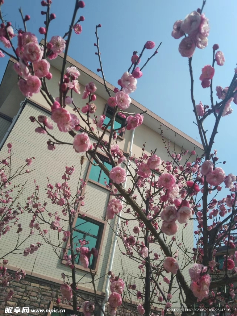 梅花