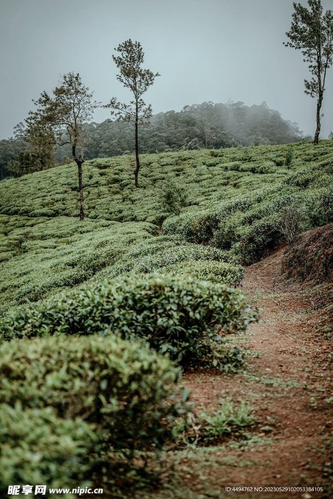 茶山