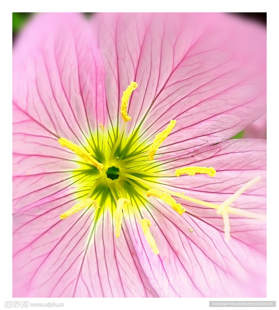 小花蕊