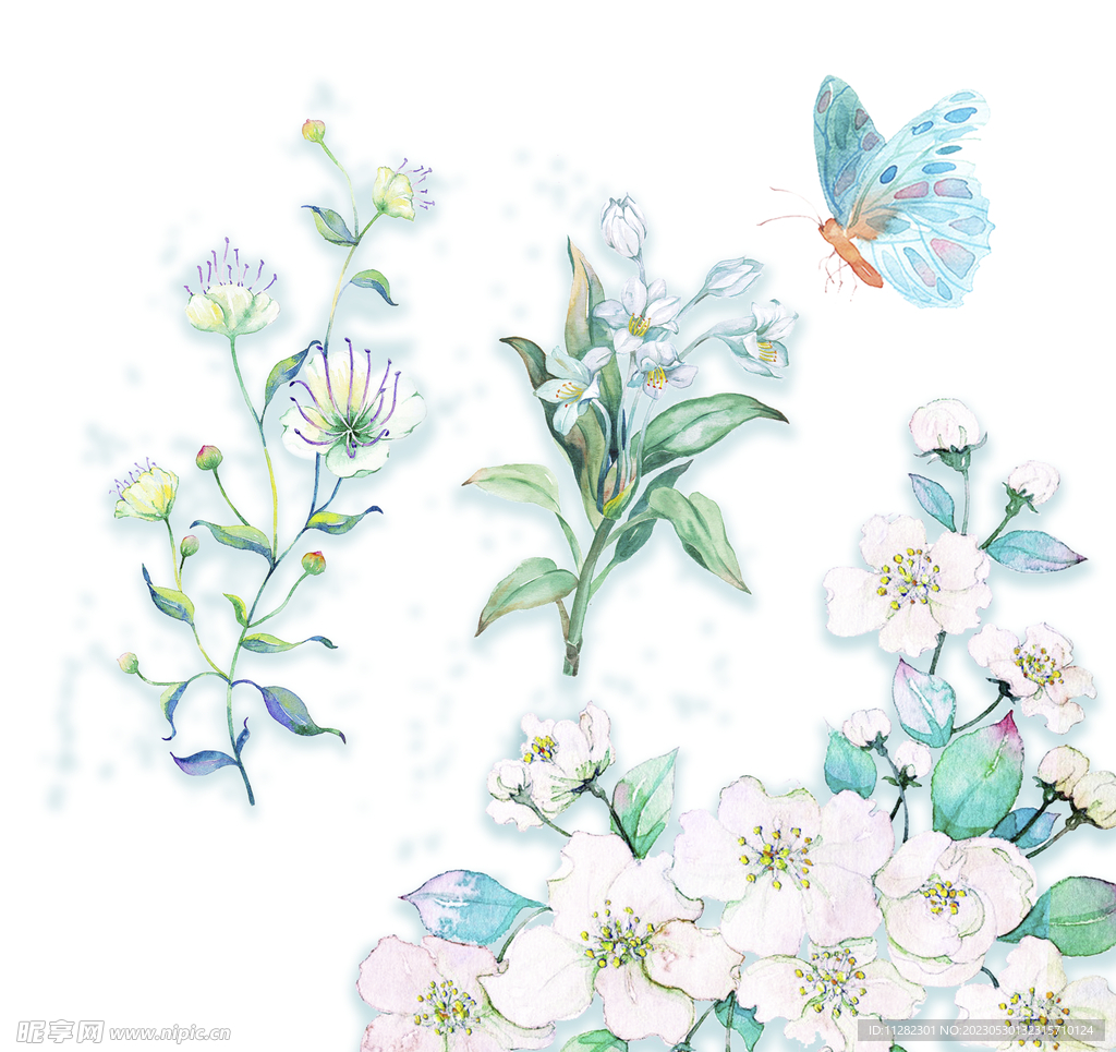 蝴蝶花
