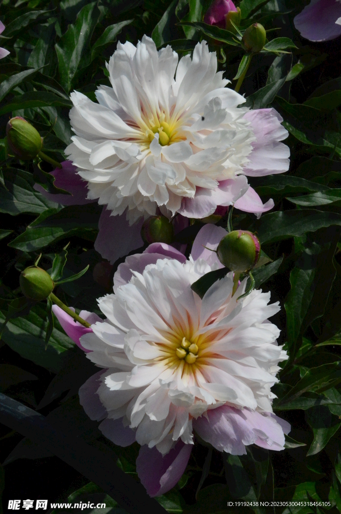 芍药花