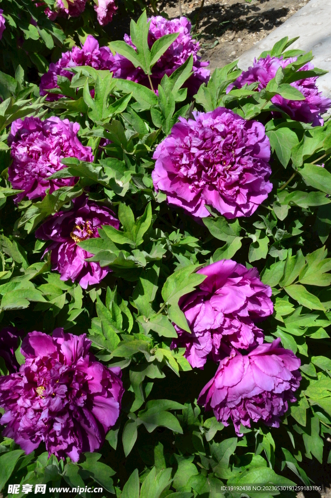 牡丹花