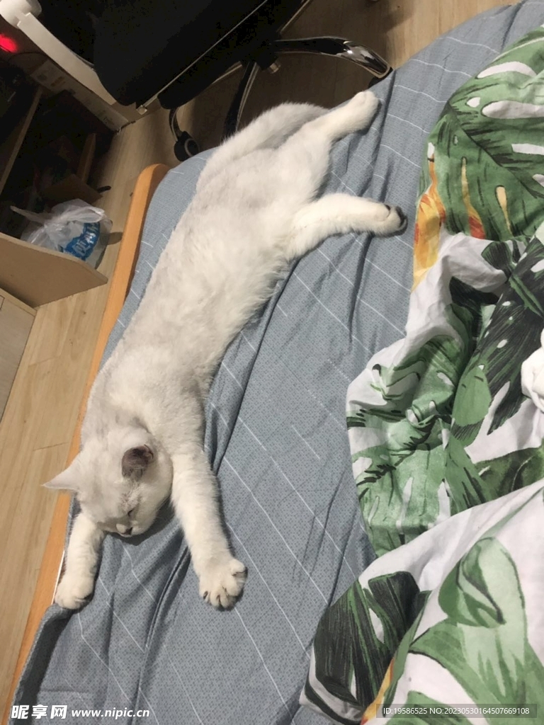 小猫