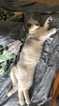小猫