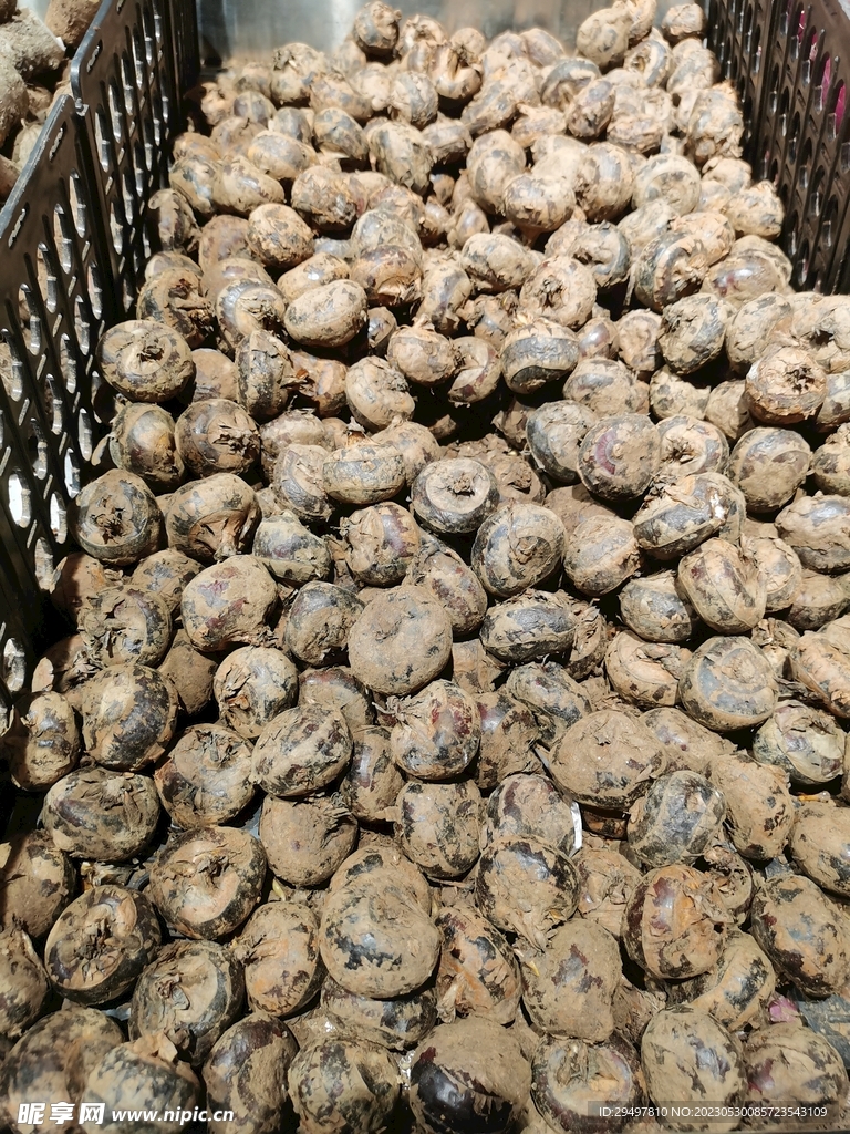 马蹄