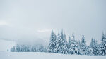 雪景 树 简约背景