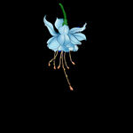 吊钟花