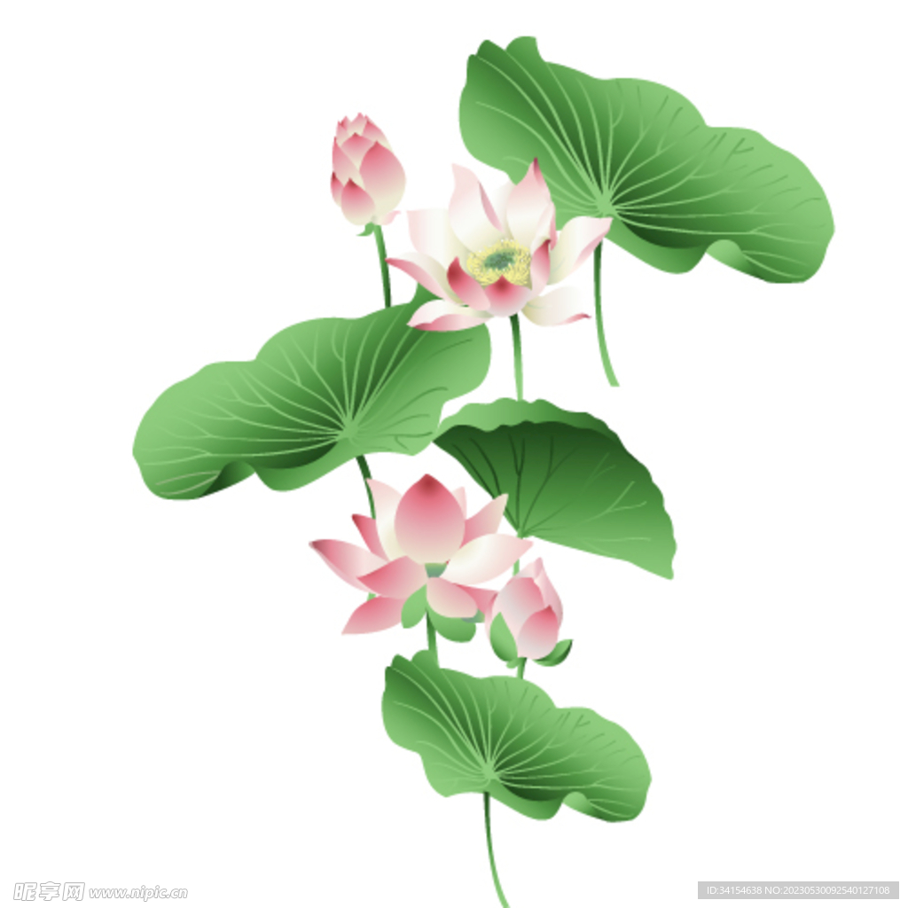 莲花