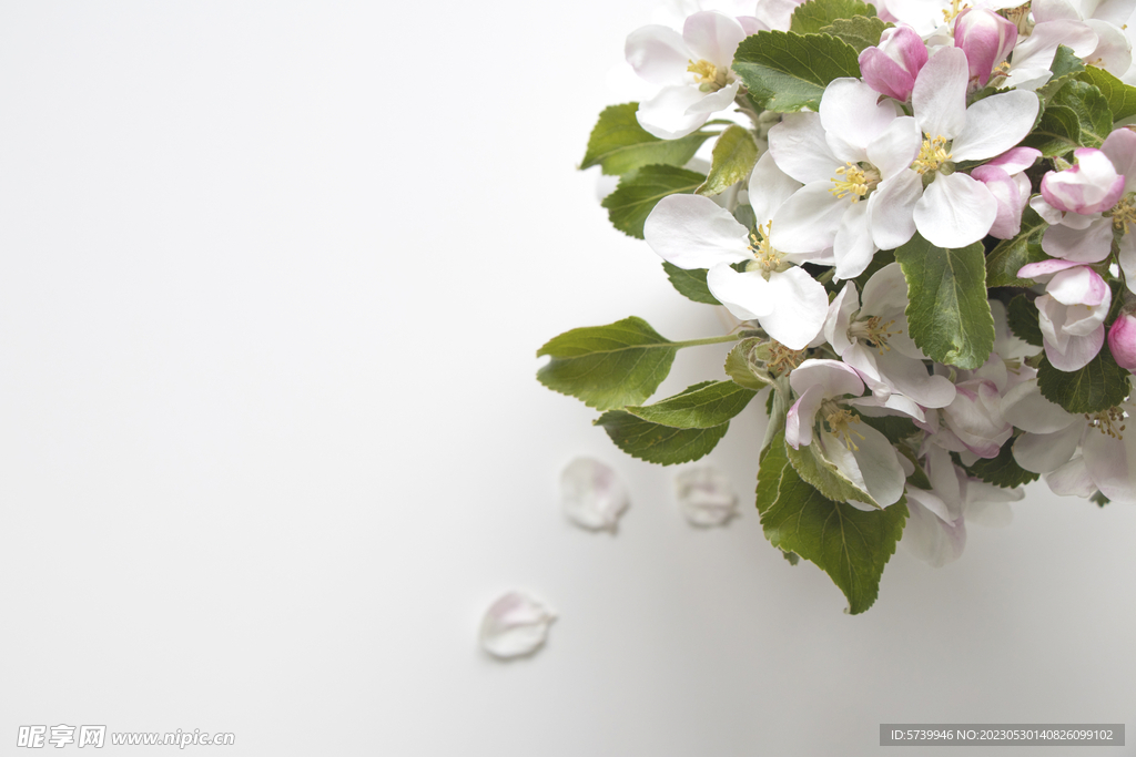 苹果花