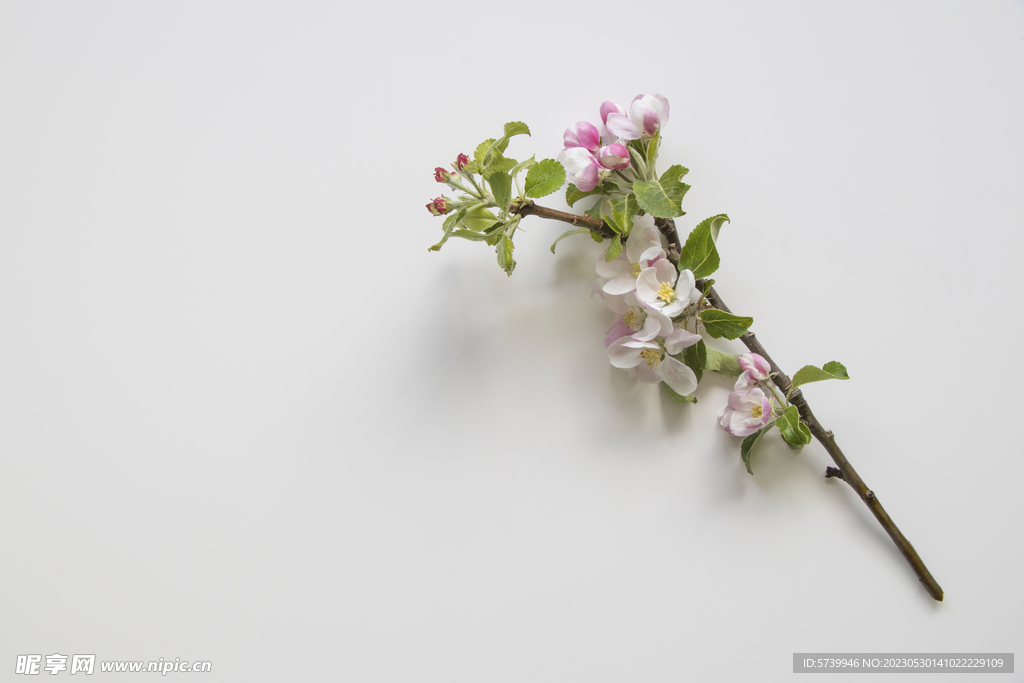 苹果花