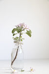 苹果花