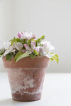 苹果花