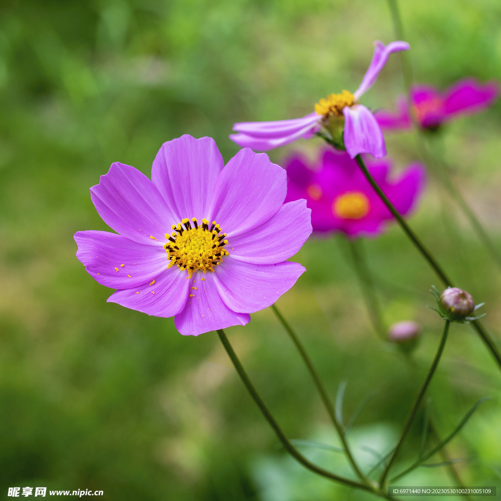 紫色格桑花