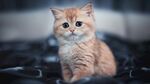 呆萌家猫