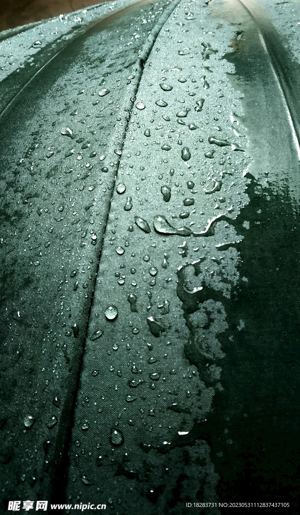雨后的叶片